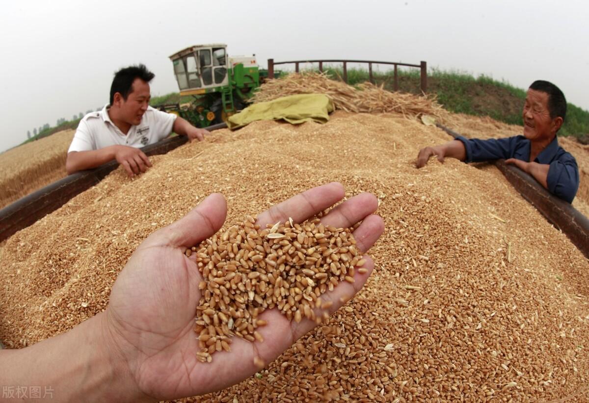 保定小麦价格最新行情解析