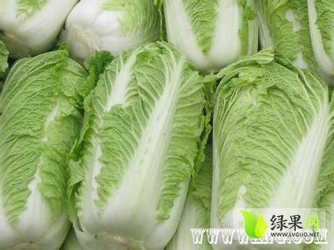 大白菜产地最新价格动态分析