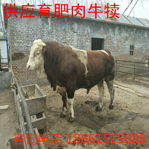 最新肉牛市场价格走势分析