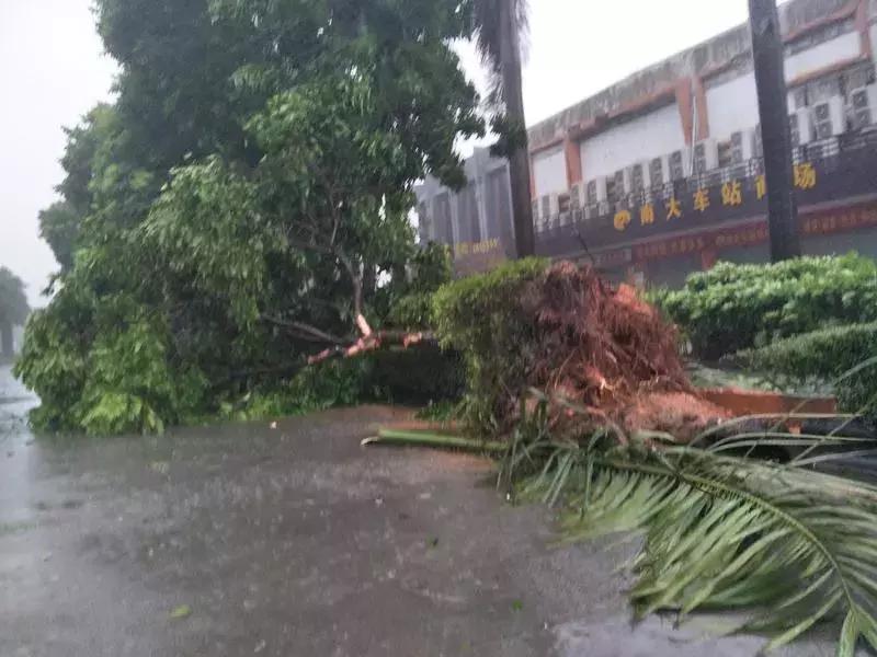 台风最新信息阳江，台风应对挑战与影响指南