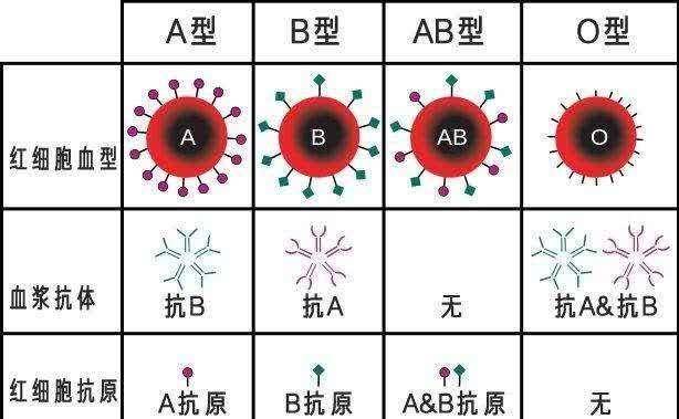 最新型血型揭秘，探索未来人类血液的新奥秘